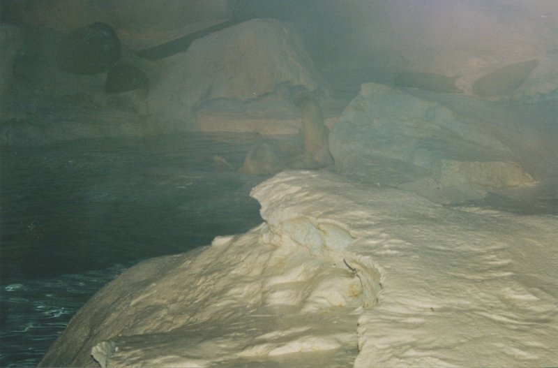 031-A pair of polar bears at Sea World.jpg